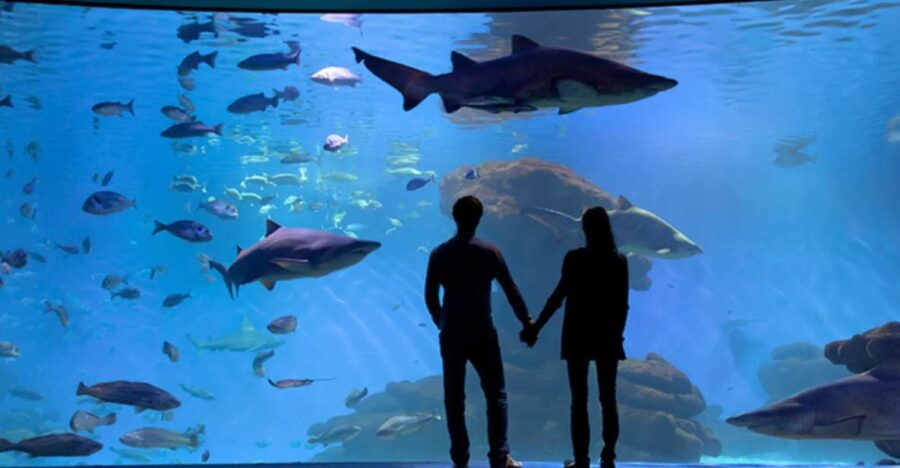 Palma: Palma Aquarium Ticket With Transfer Service