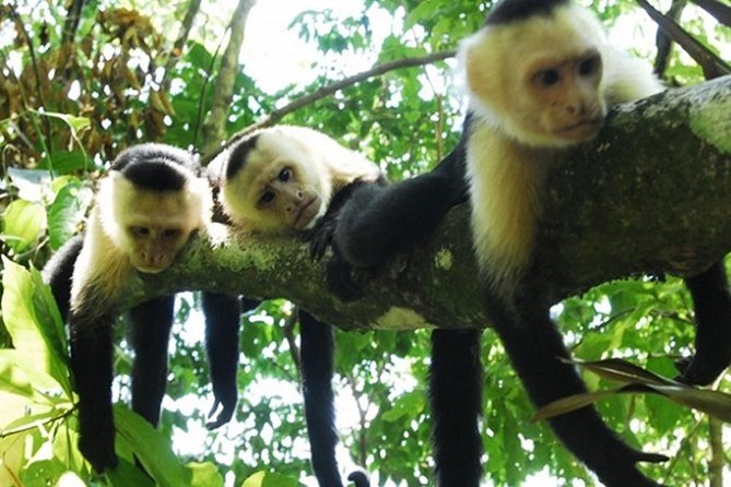 5 Best Safari Tours In Tamarindo