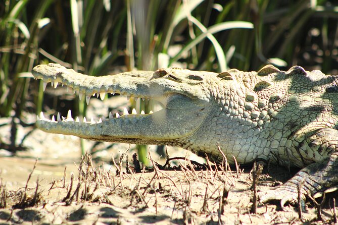 Palo Verde Boat Tours, Ortega - Tour Overview and Details