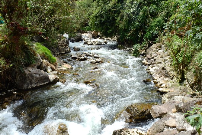 Papallacta Hot Spring, Guango Birdwatching Reserve Private Tour
