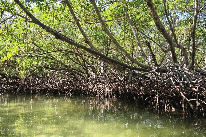 Paradise Island & Mangroves Tour