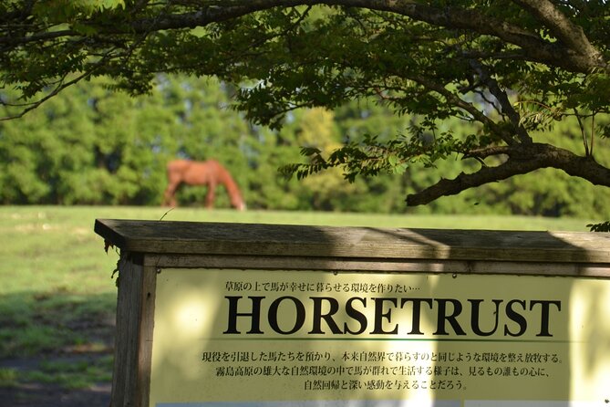 Pasture Hike With Horse Whisperer at Horse Trust in Kagoshima