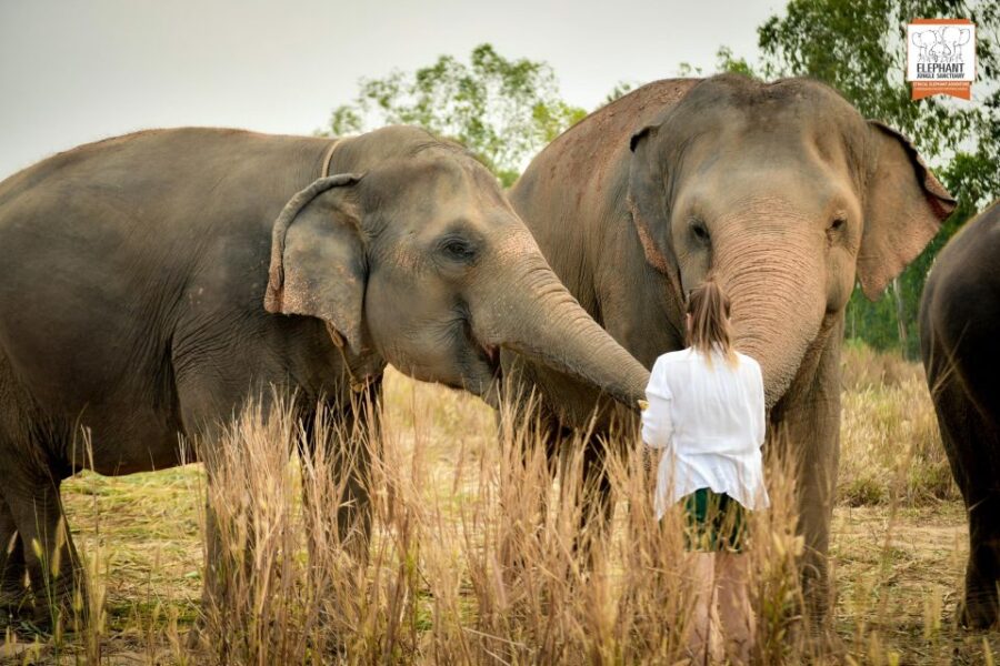 Pattaya: Elephant Jungle Sanctuary Half-Day Tour With Meal - Tour Overview and Pricing