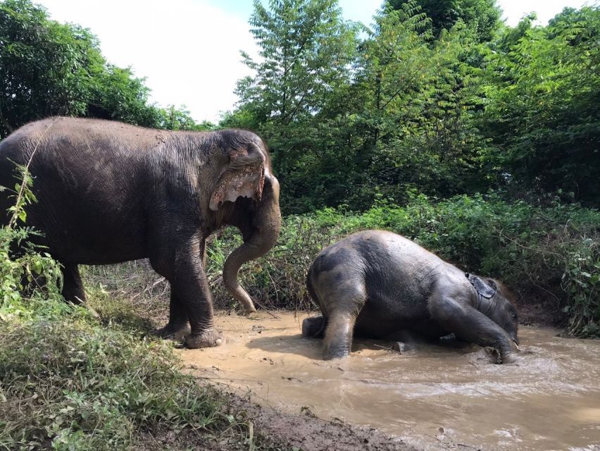 Pattaya : Ethical Elephant Sanctuary Interactive Tour