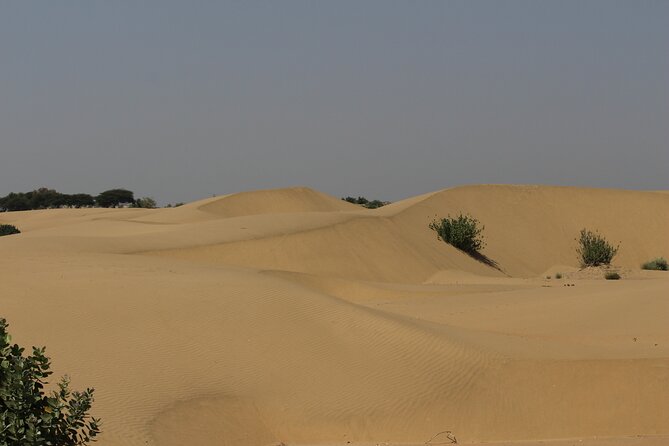 Peaceful Non -Touristic Sunset Camel Safari With Dinner