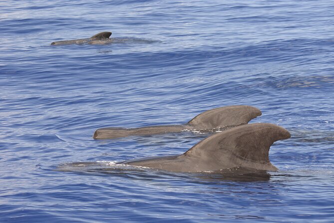 Pelagic Wildlife Excursion - Overview of the Tour