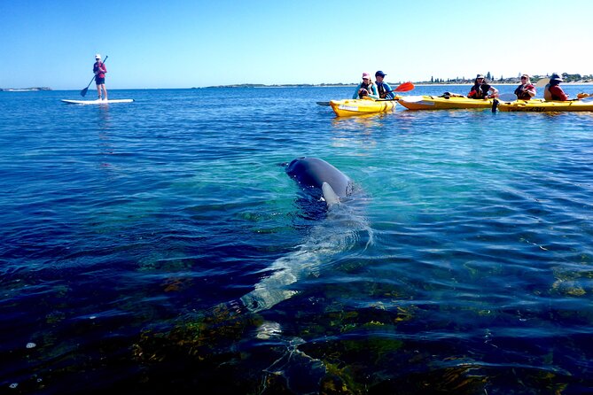 Penguin and Seal Islands Sea Kayaking Experience