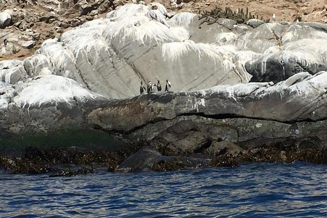 Penguins Watching Navigation Cachagua Island& Lunch From SANTIAGO