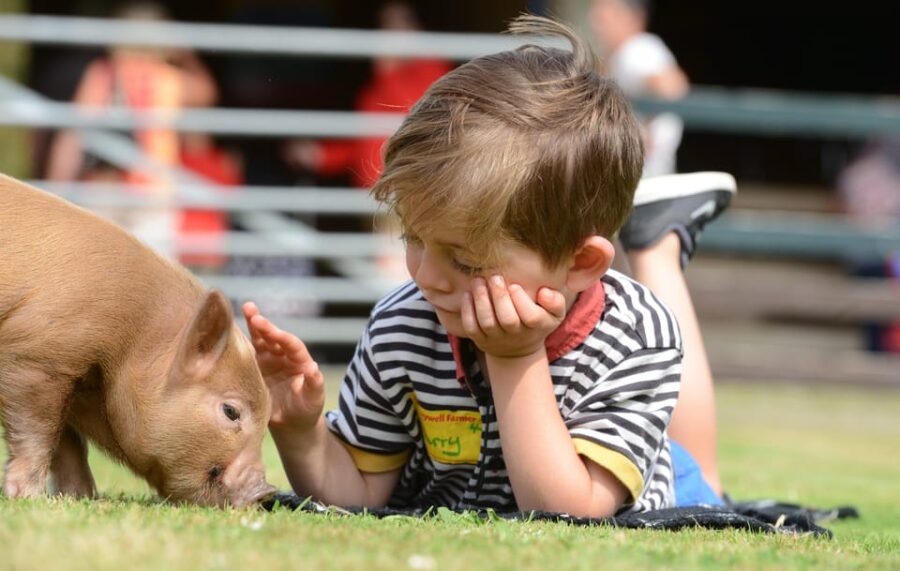 Pennywell Farm: Devons Award Winning Farm - Voted No. 1 - Award-Winning Farm Experience