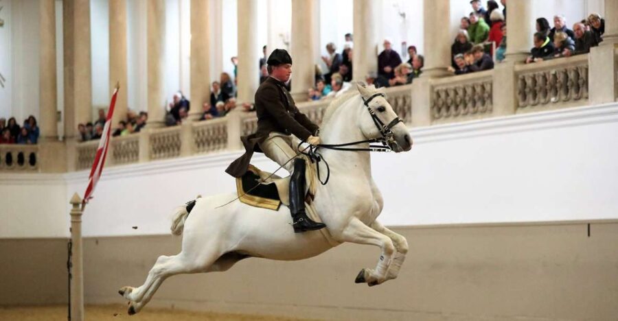 Performance Of The Lipizzans At Spanish Riding School - Lipizzaner Horse Performances