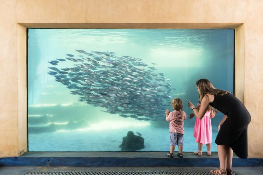 Perth: AQWA Aquarium of Western Australia Entry Tickets
