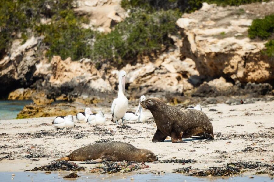 Perth: Dolphin and Wildlife Cruise With Lunch