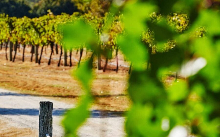 Perth: Pinnacles and Swan Valley Wine Day Tour With Lunch
