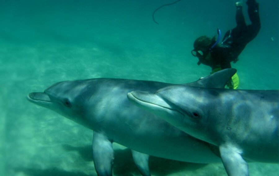 4 Best Dolphin Watching Tours In Perth