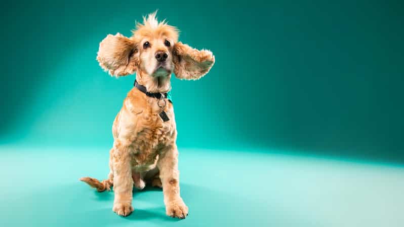 Pet Photography Studio Session With Family Portraits