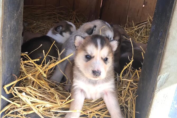 Pet the Pups 7-hour Scenic Journey to the Yukon and Dogsledding Camp