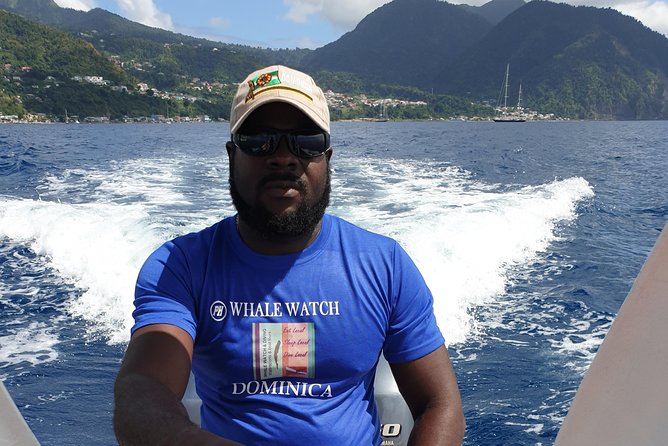 3 Best Dolphin Watching Tours In Dominica