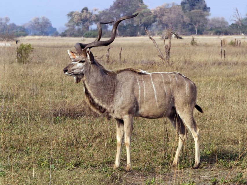 Phezulu Safari Park & Tala Game Reserve Tour From Durban