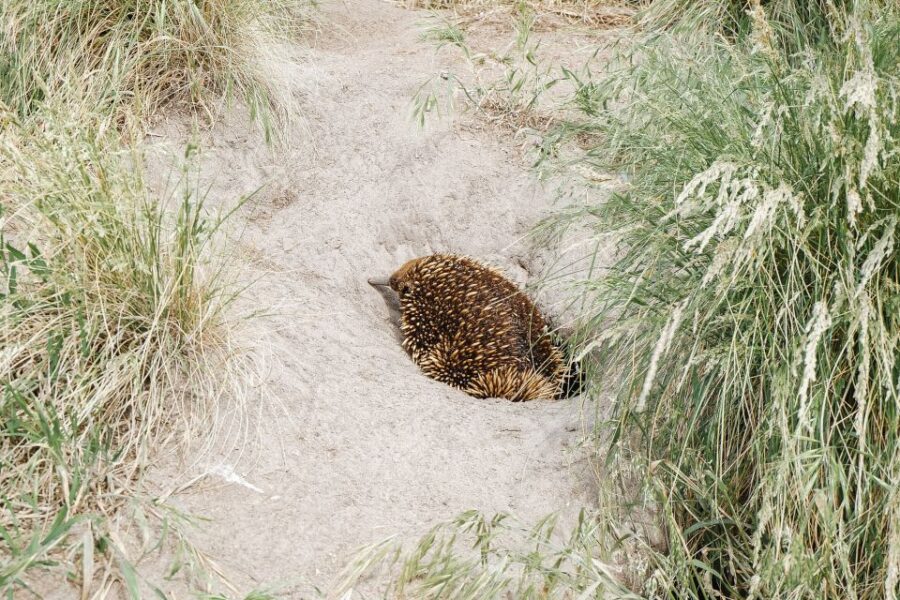 Phillip Island: Nature Hike and Penguin Parade With Guide - Tour Duration and Group Size