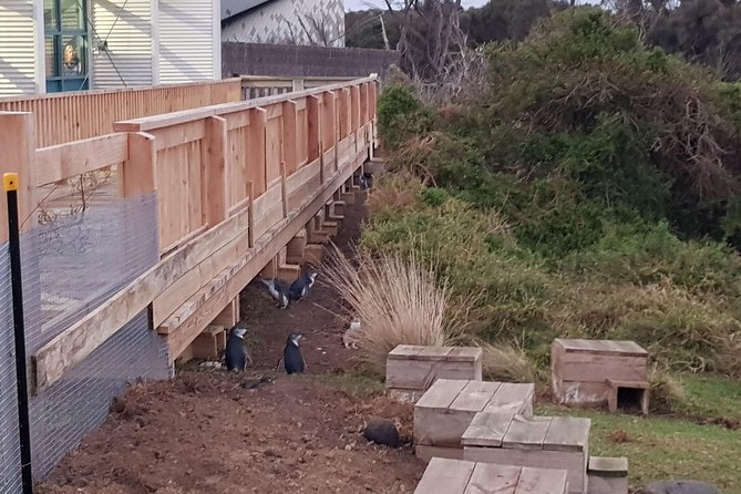 Phillip Island Private Experience