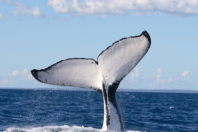 Phillip Island Whale Watching Tour - Wildlife Sightings