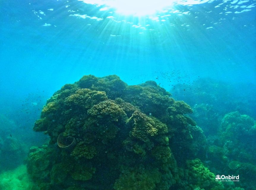 Phu Quoc Small-group Snorkeling to the Coral Jungle Reef