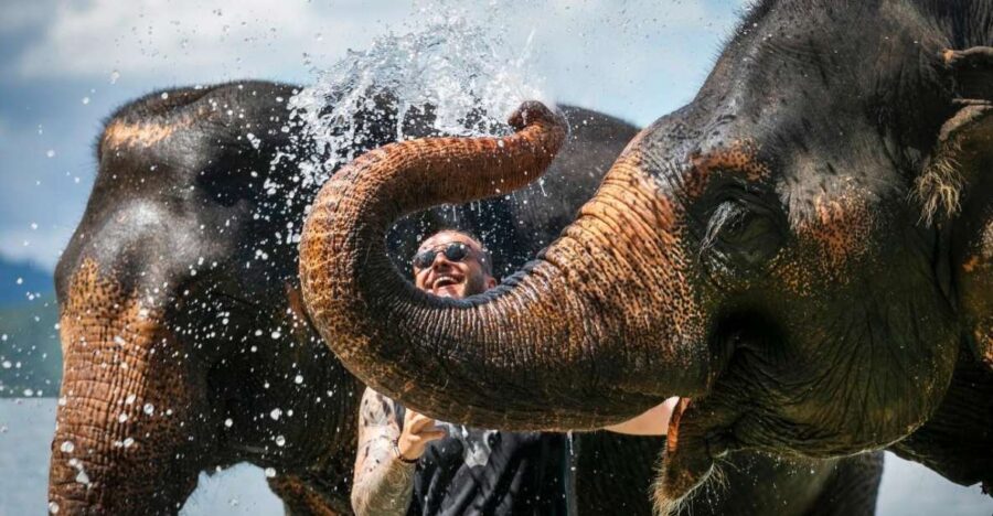 Phuket: Elephant Care Camp Visit and Elephant Jungle Walk - Overview and Pricing