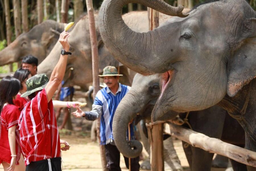Phuket: Elephant Experience With Lunch or Dinner and Pickup - Activity Overview
