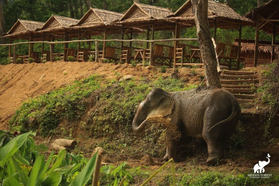Phuket: Hidden Forest Elephant Reserve With Meal & Transfer