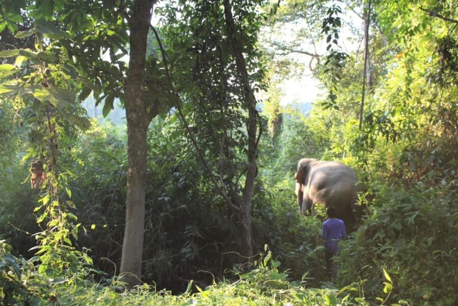 Phuket: Unique Dawn Ethical Elephant Sanctuary Experience