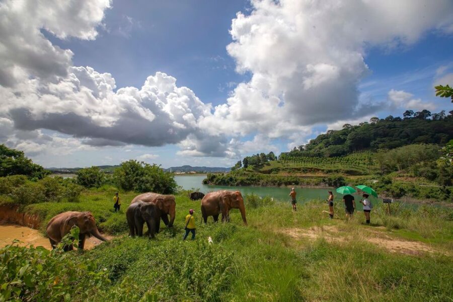 Phuket: Walk and Feed Ethical Elephant Nature Park Tour - Tour Overview
