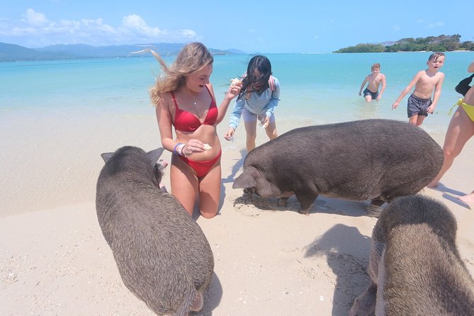 Pig Island Snorkeling & Sightseeing Tour By Speedboat From Koh Samui