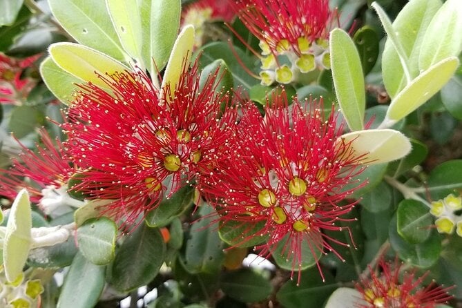Piha Waitakere Rainforest Wine Tour From Auckland