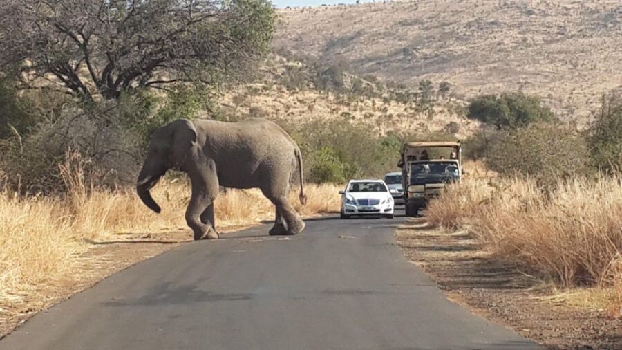 Pilanesberg Full-Day Shared Safari With Sun City Visit - Tour Overview