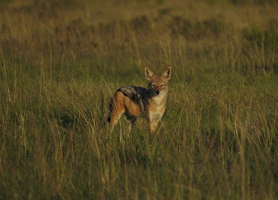 Pilanesberg National Park 2 Days