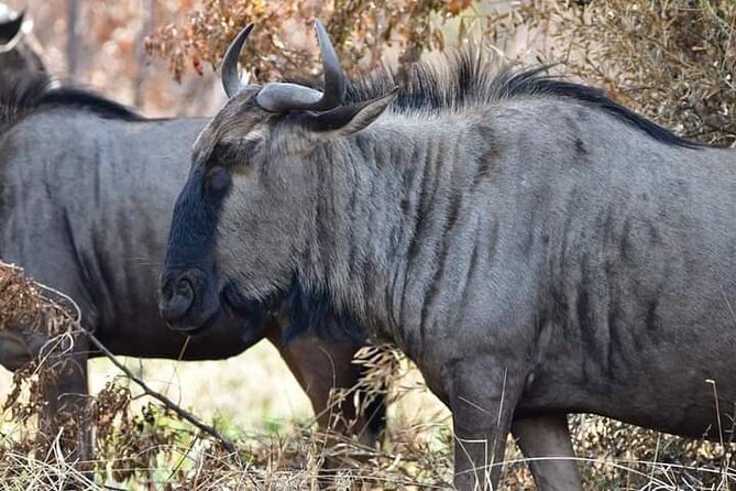 4 Best Full-Day Tours In Pretoria
