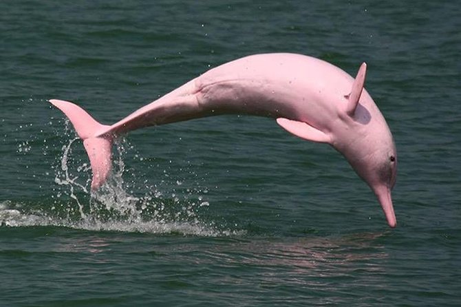 Pink Dolphin Spotting & Snorkelling Day Tour At Pigs Island - Tour Overview