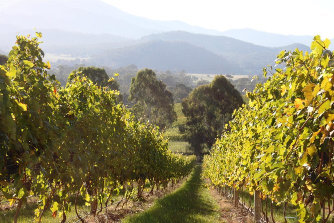 Pizzini Wines King Valley Esperienza - Private Wine Tasting & Grazing Plate