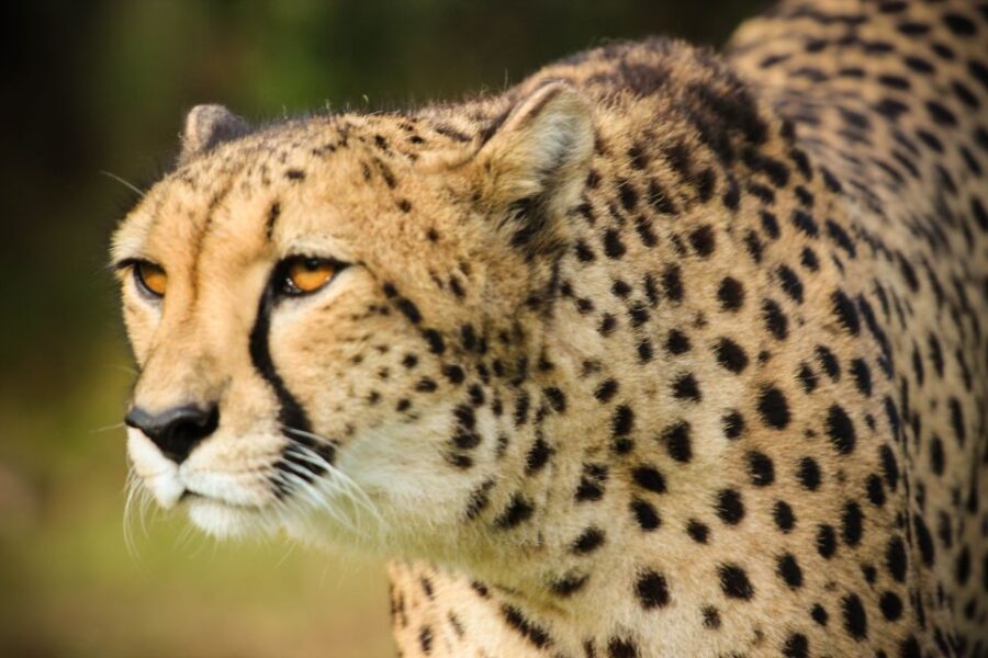 Plettenberg Bay: Guided Forest Walk and Wildlife Tour - Activity Details