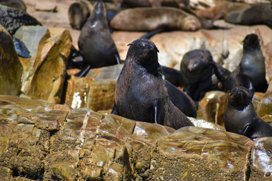 Plettenberg Bay: Seal Colony Viewing Excursion