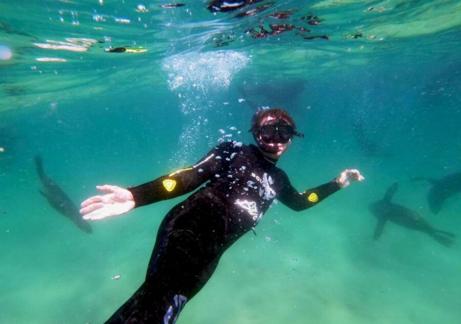 Plettenberg Bay: Swim With the Seals