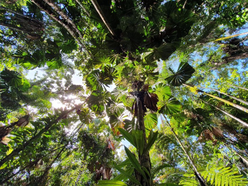 Port Douglas: Daintree Rainforest and Mossman Gorge Tour