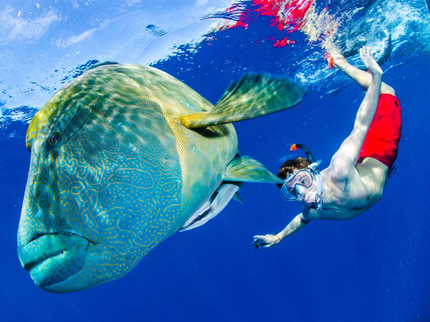 Port Douglas: Outer Reef Full-Day Snorkeling Tour