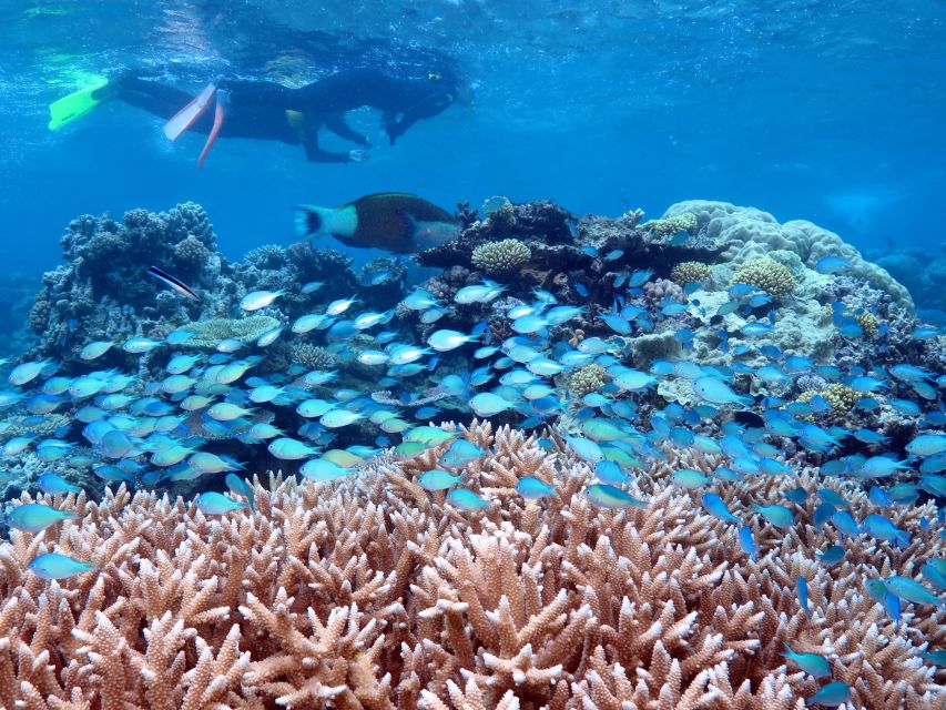 Port Douglas: Silversonic Great Barrier Reef Dive & Snorkel