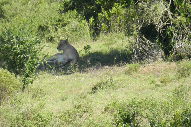 Port Elizabeth Shore Excursion: Addo Elephant Full Day Safari &BraaiLunch(BBQ)