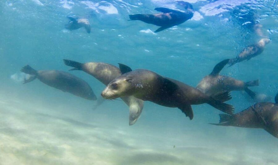 Port Phillip Bay: 2-Hour Seal Swim - Booking Information