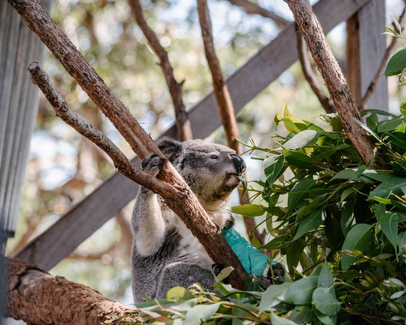Port Stephens: Koala Sanctuary General Admission Ticket