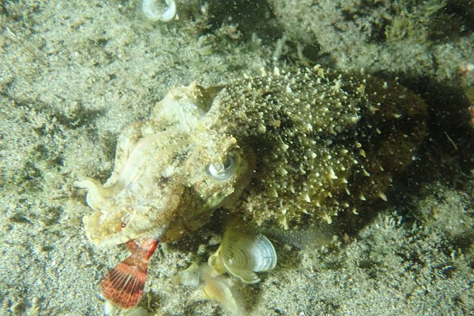Porto Santo Night Snorkeling Tour - Tour Overview