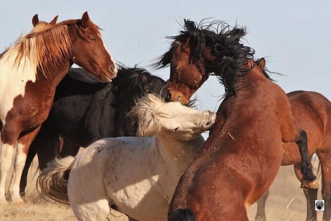Private 4 Hour Red Canyon Wild Mustang Air Conditioned Van Tours
