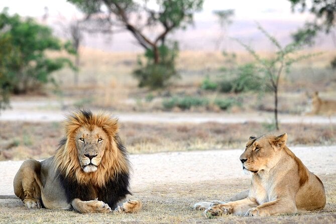 Private 5-Hour Lion Park Tour From Johannesburg or Pretoria - Tour Overview